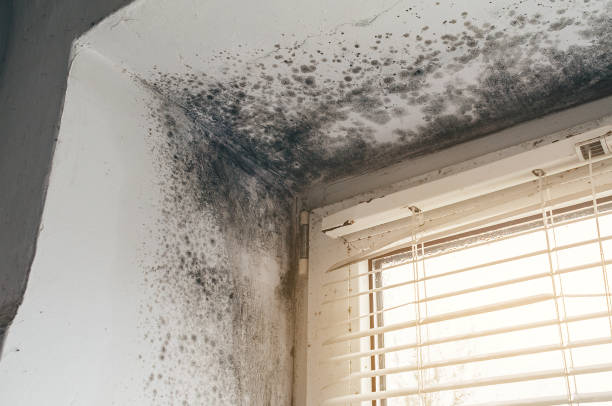 Affordable Mold Remediation solutions in Mathews, VA